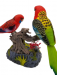 Ensemble Beautiful Birds